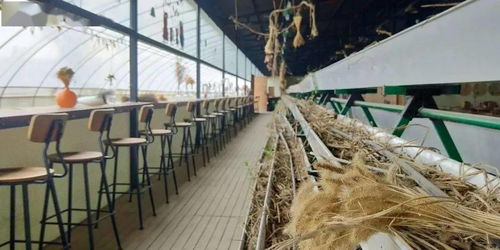 11.16 18 圍繞 水稻 開展的研學課程 節慶活動 產品開發 附教案